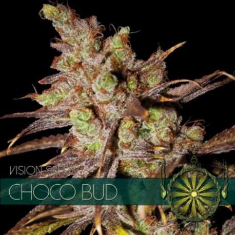 3 UND FEM - CHOCO BUD * VISION SEEDS 3 UND FEMINIZADAS