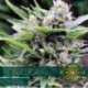 3 UND FEM - BONA DEA - CBD+ * VISION SEEDS 3 UND FEMINIZADAS