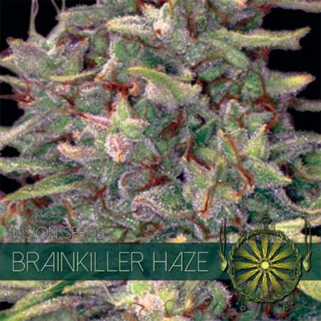 3 UND FEM - BRAINKILLER HAZE * VISION SEEDS 3 UND FEMINIZADAS