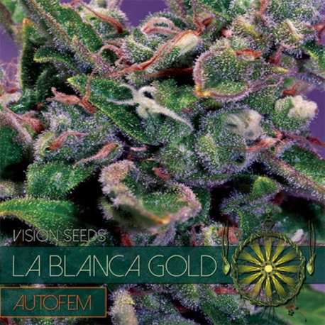 3 UND FEM - LA BLANCA GOLD AUTOFLOWERING * VISION SEEDS 3 UND FEMINIZADAS