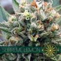 3 UND FEM - SUPREME LEMON * VISION SEEDS 3 UND FEMINIZADAS