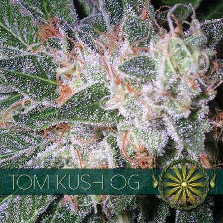 3 UND FEM - TOM KUSH OG * VISION SEEDS 3 UND FEMINIZADAS