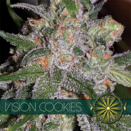 3 UND FEM - VISION COOKIES * VISION SEEDS 3 UND FEMINIZADAS