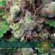 3 UND FEM - VISION KUSH AUTOFLOWERING * VISION SEEDS 3 UND FEMINIZADAS