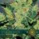 3 UND FEM - VISION JACK AUTOFLOWERING * VISION SEEDS 3 UND FEMINIZADAS