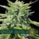 3 UND FEM - CRYSTAL QUEEN (ETIQUETA FRANCESA) * VISION SEEDS 3 UND FEMINIZADAS