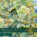 3 UND FEM - MEDICAL 49 - CBD+ (ETIQUETA FRANCESA) * VISION SEEDS 3 UND FEMINIZADAS