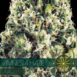 5 UND FEM - AMNESIA HAZE AUTOFLOWERING * VISION SEEDS 5 UND FEMINIZADAS