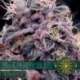 5 UND FEM - BLUEBERRY BLISS AUTOFLOWERING * VISION SEEDS 5 UND FEMINIZADAS