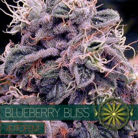 5 UND FEM - BLUEBERRY BLISS AUTOFLOWERING * VISION SEEDS 5 UND FEMINIZADAS