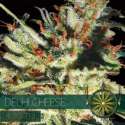 5 UND FEM - DELHI CHEESE AUTOFLOWERING * VISION SEEDS 5 UND FEMINIZADAS