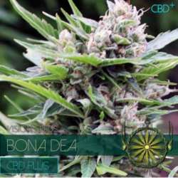 5 UND FEM - BONA DEA - CBD+ * VISION SEEDS 5 UND FEMINIZADAS