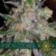 5 UND FEM - VISION COOKIES * VISION SEEDS 5 UND FEMINIZADAS