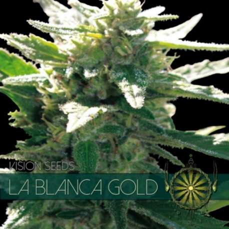 5 UND FEM - LA BLANCA GOLD (ETIQUETA FRANCESA) * VISION SEEDS 5 UND FEMINIZADAS