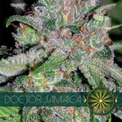 5 UND FEM - DOCTOR JAMAICA (ETIQUETA FRANCESA) * VISION SEEDS 5 UND FEMINIZADAS