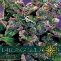 5 UND FEM - LA BLANCA GOLD AUTOFLOWERING (ETIQUETA FRANCESA) * VISION SEEDS 5 UND FEMINIZADAS