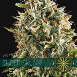 5 UND FEM - SUPER SKUNK (ETIQUETA FRANCESA) * VISION SEEDS 5 UND FEMINIZADAS