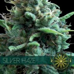 5 UND FEM - SILVER HAZE (ETIQUETA FRANCESA) * VISION SEEDS 5 UND FEMINIZADAS