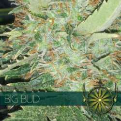 5 UND FEM - BIG BUD (ETIQUETA FRANCESA) * VISION SEEDS 5 UND FEMINIZADAS