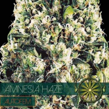 10 UND FEM - AMNESIA HAZE AUTOFLOWERING * VISION SEEDS 10 UND FEMINIZADAS