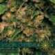 10 UND FEM - VISION CRITICAL AUTOFLOWERING * VISION SEEDS 10 UND FEMINIZADAS