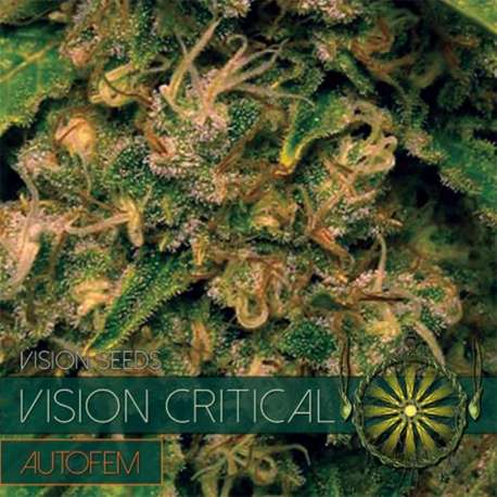 10 UND FEM - VISION CRITICAL AUTOFLOWERING * VISION SEEDS 10 UND FEMINIZADAS