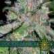 10 UND FEM - DOCTOR JAMAICA (ETIQUETA FRANCESA) * VISION SEEDS 10 UND FEMINIZADAS