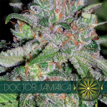 10 UND FEM - DOCTOR JAMAICA (ETIQUETA FRANCESA) * VISION SEEDS 10 UND FEMINIZADAS