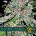 10 UND FEM - DOCTOR JAMAICA (ETIQUETA FRANCESA) * VISION SEEDS 10 UND FEMINIZADAS