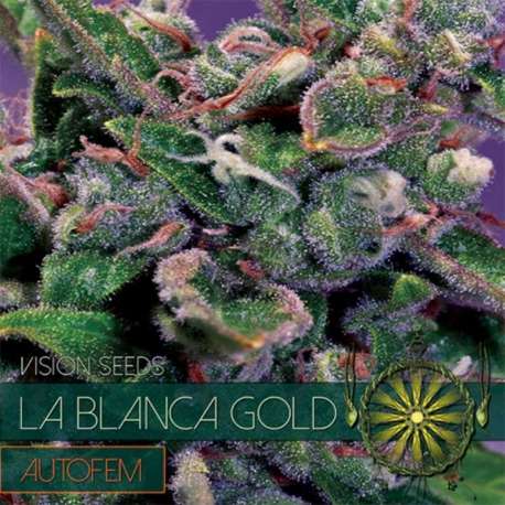 10 UND FEM - LA BLANCA GOLD AUTOFLOWERING (ETIQUETA FRANCESA) * VISION SEEDS 10 UND FEMINIZADAS
