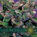 10 UND FEM - LA BLANCA GOLD AUTOFLOWERING (ETIQUETA FRANCESA) * VISION SEEDS 10 UND FEMINIZADAS