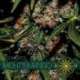 10 UND FEM - MIGHTY MANGO BUD (ETIQUETA FRANCESA) * VISION SEEDS 10 UND FEMINIZADAS