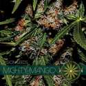 10 UND FEM - MIGHTY MANGO BUD (ETIQUETA FRANCESA) * VISION SEEDS 10 UND FEMINIZADAS