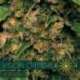 10 UND FEM - VISION CRITICAL AUTOFLOWERING (ETIQUETA FRANCESA) * VISION SEEDS 10 UND FEMINIZADAS
