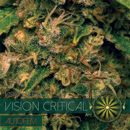 10 UND FEM - VISION CRITICAL AUTOFLOWERING (ETIQUETA FRANCESA) * VISION SEEDS 10 UND FEMINIZADAS