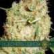 10 UND FEM- NORTHERN LIGHTS (ETIQUETA FRANCESA) * VISION SEEDS 10 UND FEMINIZADAS