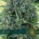 10 UND FEM - AK 49 (ETIQUETA FRANCESA) * VISION SEEDS 10 UND FEMINIZADAS