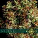 10 UND FEM - NY DIESEL (ETIQUETA FRANCESA) * VISION SEEDS 10 UND FEMINIZADAS