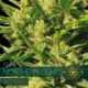 10 UND FEM - NORTHERN LIGHTS AUTOFLOWERING (ETIQUETA FRANCESA) * VISION SEEDS 10 UND FEMINIZADAS