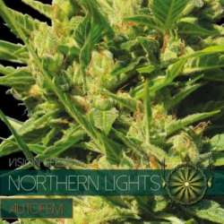 10 UND FEM - NORTHERN LIGHTS AUTOFLOWERING (ETIQUETA FRANCESA) * VISION SEEDS 10 UND FEMINIZADAS