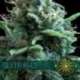 10 UND FEM - SILVER HAZE (ETIQUETA FRANCESA) * VISION SEEDS 10 UND FEMINIZADAS