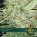 10 UND FEM- BIG BUD (ETIQUETA FRANCESA) * VISION SEEDS 10 UND FEMINIZADAS