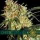 10 UND FEM - CHEESE (ETIQUETA FRANCESA) * VISION SEEDS 10 UND FEMINIZADAS
