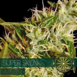 10 UND FEM - SUPER SKUNK AUTOFLOWERING (ETIQUETA FRANCESA) * VISION SEEDS 10 UND FEMINIZADAS