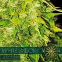 10 UND FEM - WHITE WIDOW AUTOFLOWERING (ETIQUETA FRANCESA) * VISION SEEDS 10 UND FEMINIZADAS