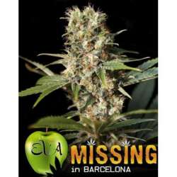 9 UND FEM - MISSING * EVA SEEDS 9 UND FEMINIZADAS