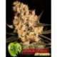 6 UND FEM - JAMAICAN DREAM * EVA SEEDS 6 UND FEMINIZADAS