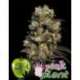 6 UND FEM - PINK PLANT * EVA SEEDS 6 UND FEMINIZADAS