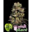 6 UND FEM - PINK PLANT * EVA SEEDS 6 UND FEMINIZADAS