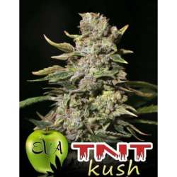 9 UND FEM - TNT KUSH * EVA SEEDS 9 UND FEMINIZADAS